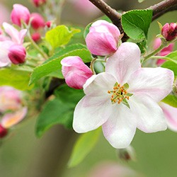 Gartenbau Dahmen hier wächst was